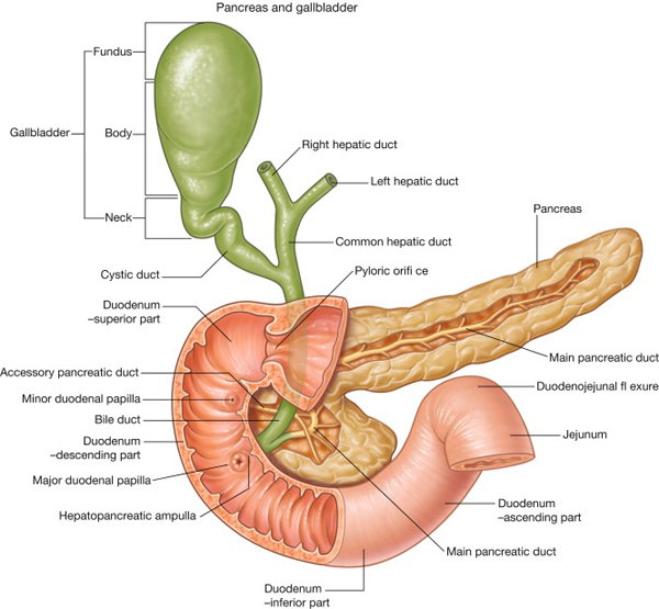 Рак фатерова соска
