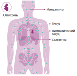 Немелкоклеточный рак легкого (НМРЛ)